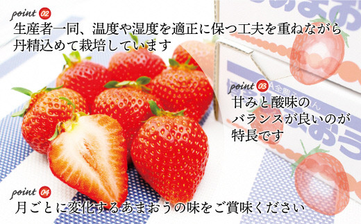 【2026年2～4月】博多あまおう4パック3回定期便　約1,120g×3回[G5342a]