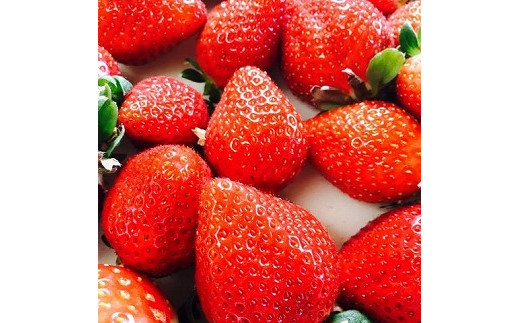 【2026年1月～3月発送】【3ヶ月定期便】「さちのか」いちご300g×4Pを3回お届け[G7007]