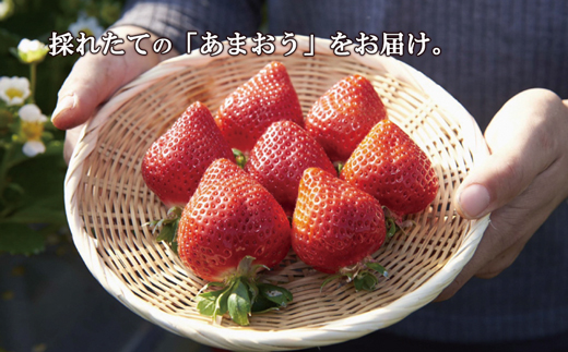 【2026年3月より順次発送】福津産『空飛ぶあまおう』約180g×6パック【スカイフローラファーム】[G0151]