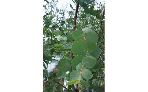 福津アロマ★ユーカリエッセンシャルオイル＆ウォーターセット[F0020]