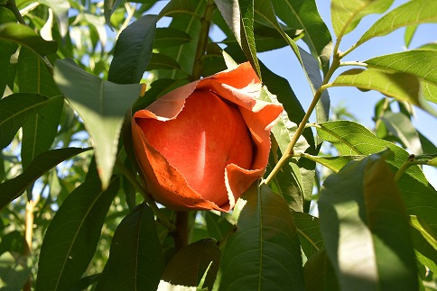 桃2種食べ比べ贅沢セット★冷凍もも小分けパック1kg（250g×4P)[F0029]