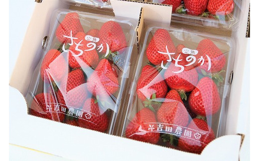 【2026年1月発送開始】「さちのか」いちご300g×4P計1,200g★あんずの里[G4127]