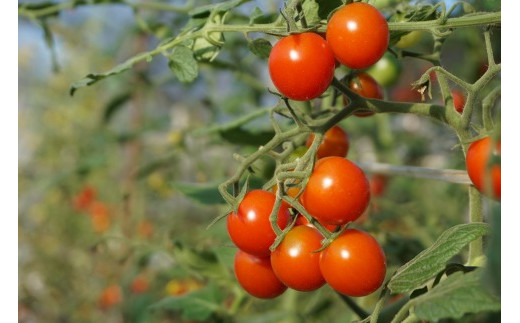 【4ヶ月定期便】福津のトマトバラエティセット（3～6月）★あんずの里[G7008]