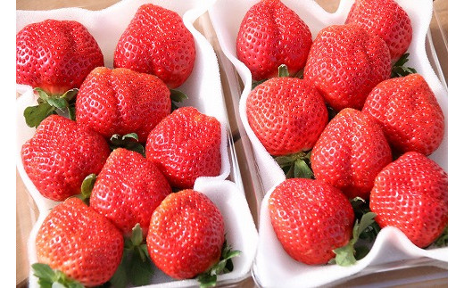 【2026年1月より順次発送】甘いイチゴの王様「あまおう」　約280g×2P　計560g★青谷ふぁーむ[F4274]