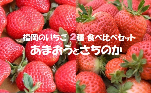 【2026年1月発送開始】いちご2種食べ比べセット「あまおう」「さちのか」各2パック計1,160g★あんずの里[G0073]