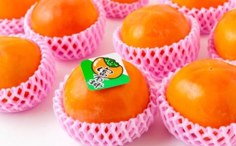 【先行予約】渡辺農園 富有柿 6玉前後 2025年11月中旬から12月上旬 出荷予定