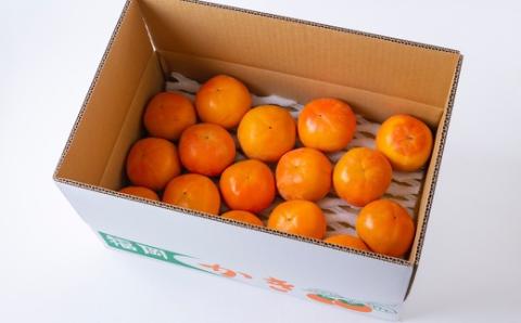【先行予約】やまんどん 富有柿 15玉から20玉 2025年11月下旬から12月上旬 出荷予定