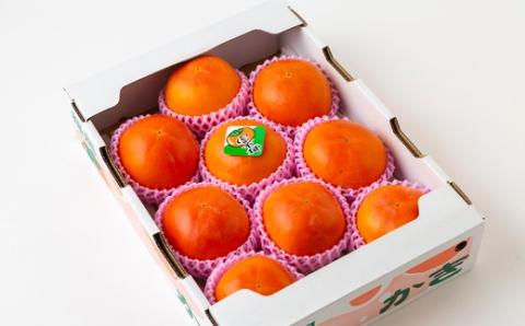 【先行予約】渡辺農園 富有柿 9玉前後 2025年11月中旬から12月上旬 出荷予定