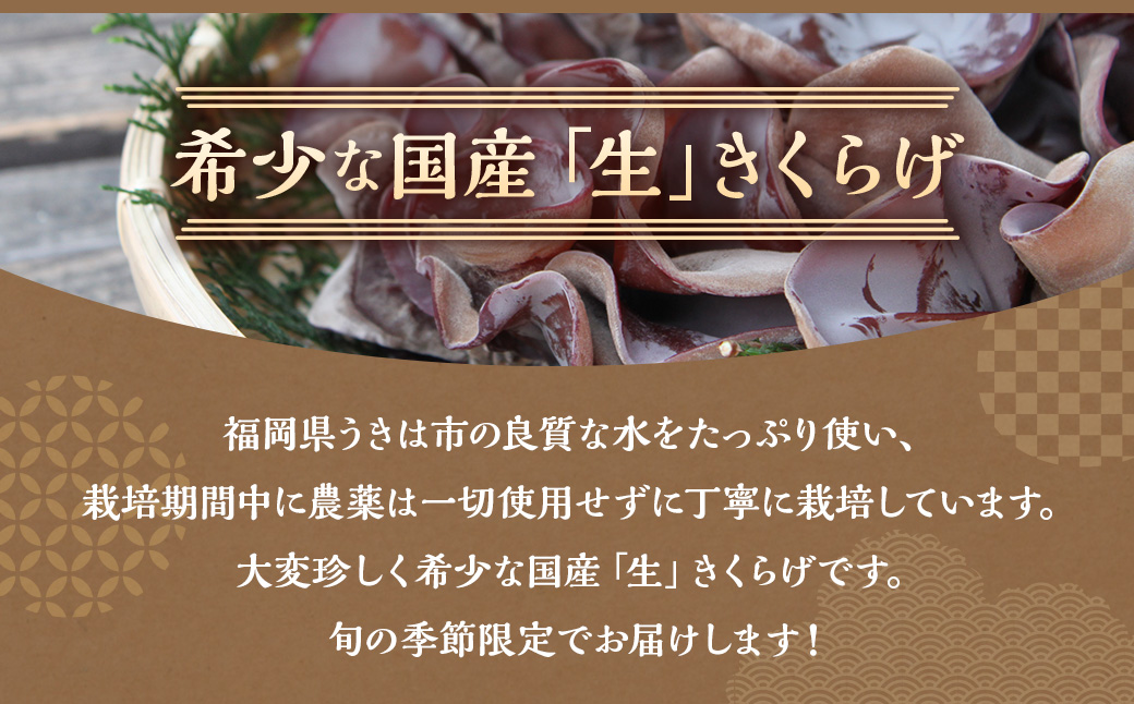 【先行予約】UIC 季節限定！完全無農薬！生きくらげ (約60g×6パック) 2025年5月から7月 出荷予定