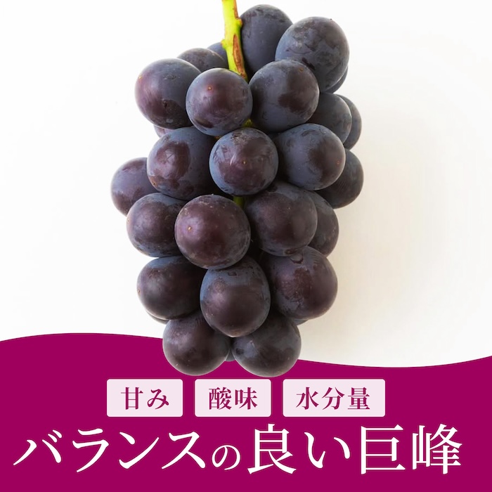 【先行予約】コクのある甘さ 種あり 巨峰 4房から6房 2025年8月下旬から9月上旬 出荷予定【春光園】 ぶどう ブドウ 葡萄 巨峰 種あり 果物 フルーツ