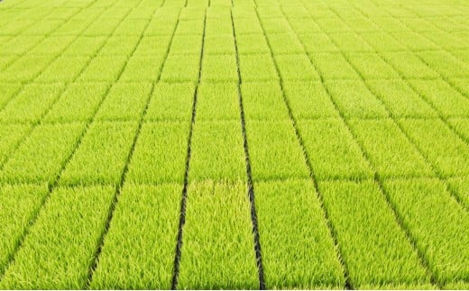 【2025年10月下旬より順次発送開始】野上耕作舎 野上米ヒノヒカリ 玄米30kg ひのひかり 玄米 米 お米 ご飯 国産 九州産 福岡県 うきは市