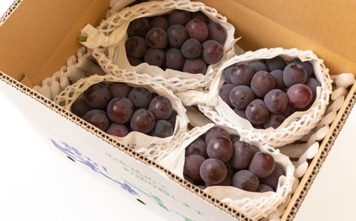 【先行予約】中村柿ぶどう園 ピオーネ 3房から5房 （約2kg） 【2026年7月上旬～8月下旬より順次発送予定】 葡萄 ぶどう ブドウ 果物 くだもの フルーツ 果実 福岡県 うきは市 冷蔵