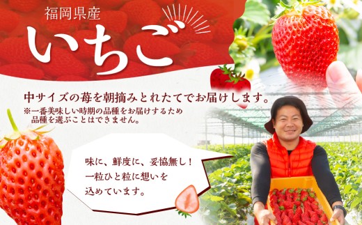 【2026年3月発送】 よかもんいちご 2品または3品種 食べ比べセット 6パック入り （計約1.62kg） よかもん苺 苺 いちご イチゴ 果物 果実 フルーツ 中サイズ 九州 福岡県 うきは市 冷蔵