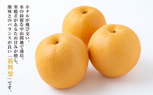 【先行予約】 梨の山茂梨園 新興梨 5玉から7玉（約2.5kg）【2026年10月上旬～11月上旬発送予定】 梨 なし ナシ 果物 くだもの フルーツ 果実 果汁 5玉 7玉