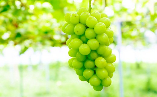 【先行予約】シャインマスカット 2房から3房 (約1.6kg) 【2025年9月上旬発送予定】 シャインマスカット 果物 フルーツ うきは市