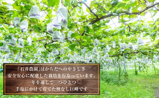 種無し 巨峰 2kg 【2026年８月上旬～8月下旬発送予定】　種なし巨峰 ぶどう ブドウ 葡萄 くだもの 果物 フルーツ 果実 福岡県 うきは市