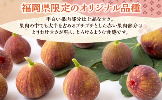 いちじく（とよみつひめ）8パック【2026年7月下旬～8月下旬発送予定】 いちじく フルーツ 果物 くだもの 冷蔵 福岡県 うきは市