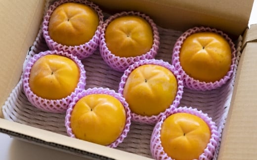 【先行予約】 三浦農園 太秋柿 7玉から9玉 （3Lから4L） 【2026年10月上旬から10月下旬 出荷予定】 柿 かき カキ 太秋 たいしゅう 完全甘柿 果物 くだもの フルーツ 果実 ジューシー お取り寄せ 福岡県 うきは市