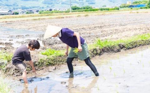 ぶんぶんファーム 自然栽培 ひのひかり 玄米 30kg