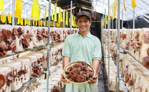 うきはきくらげ研究会 乾燥きくらげ (30g×3袋) きくらげ うきは市