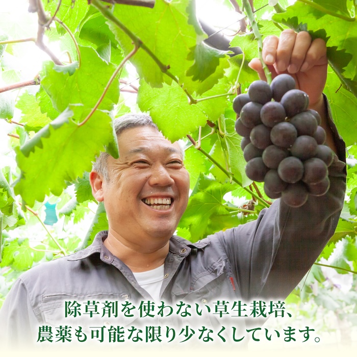 【先行予約】コクのある甘さ 種あり 巨峰 4房から6房 2025年8月下旬から9月上旬 出荷予定【春光園】 ぶどう ブドウ 葡萄 巨峰 種あり 果物 フルーツ