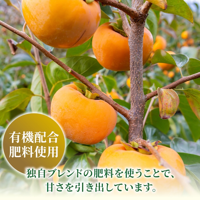 【先行予約】有機配合肥料使用 冷蔵富有柿 16玉から20玉 2025年12月中旬から2026年1月下旬 出荷予定【春光園】 柿 かき 甘柿 甘い 果物 フルーツ