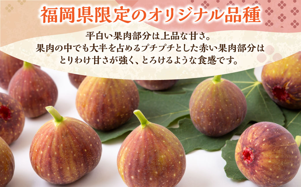 【先行予約】渡辺農園 いちじく (とよみつひめ) 4パック 【2025年7月下旬～2025年10月上旬 出荷予定】 フルーツ 果物 果実 常温 送料無料 福岡県 うきは市