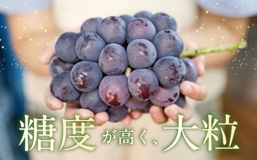 【先行予約】 宝玉農園 ピオーネ 5房～7房 （約3kg） 【2026年8月下旬～9月上旬より順次発送予定】 葡萄 ぶどう ブドウ 大粒 種無し 種なし 果物 くだもの フルーツ 果実 お取り寄せ 福岡県 うきは市 冷蔵