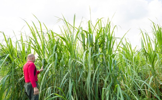 アグリファームさいとう 天然黒砂糖 （つぶタイプ170g×2袋） さとうきび 黒砂糖 うきは市