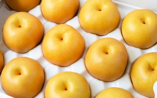 【先行予約】 鈴木農園 特撰甘果逸品 豊水梨 11玉から15玉 （約5kg） 【2026年8月下旬～9月上旬より順次発送予定】 完熟梨 梨 なし ナシ 豊水 ほうすい 果物 くだもの フルーツ 果実 新鮮 フレッシュ ジューシー お取り寄せ 福岡県 うきは市 冷蔵