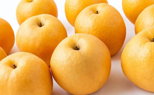 【先行予約】 梨の山茂梨園 新興梨 5玉から7玉（約2.5kg）【2026年10月上旬～11月上旬発送予定】 梨 なし ナシ 果物 くだもの フルーツ 果実 果汁 5玉 7玉