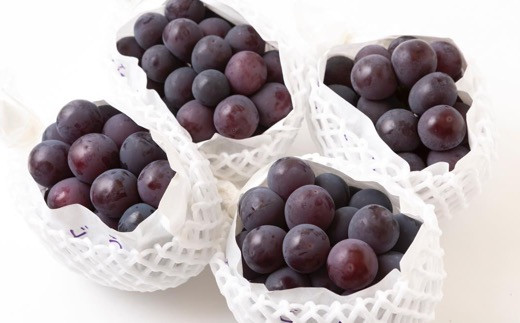 【先行予約】中村柿ぶどう園 ピオーネ 3房から5房 （約2kg） 【2026年7月上旬～8月下旬より順次発送予定】 葡萄 ぶどう ブドウ 果物 くだもの フルーツ 果実 福岡県 うきは市 冷蔵