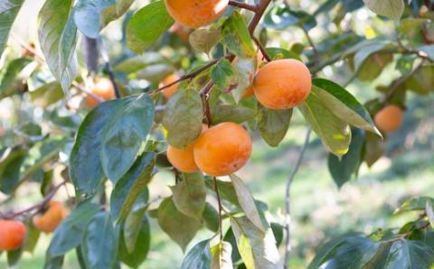 【先行予約】江藤農園 富有柿 16玉から19玉(約5kg) 2025年11月中旬から11月下旬 出荷予定