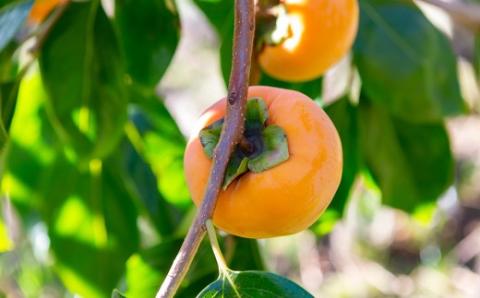 逸品富有柿 16玉から18玉 2Lサイズ (約5kg) 【2025年11月下旬-2025年12月上旬発送予定】 柿 果物 フルーツ うきは市