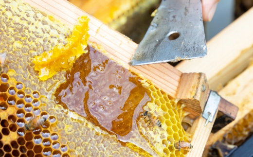 樋口養蜂場 国産百花はちみつ 600g　ハニー 蜂蜜 ハチミツ