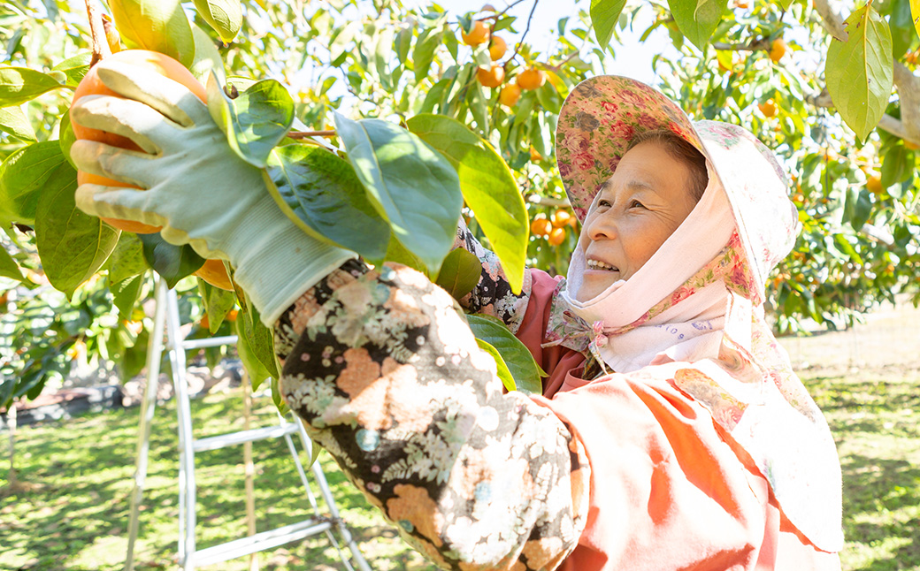 【先行予約】柿屋うちやま 富有柿 15玉前後 2025年11月中旬から12月上旬 出荷予定