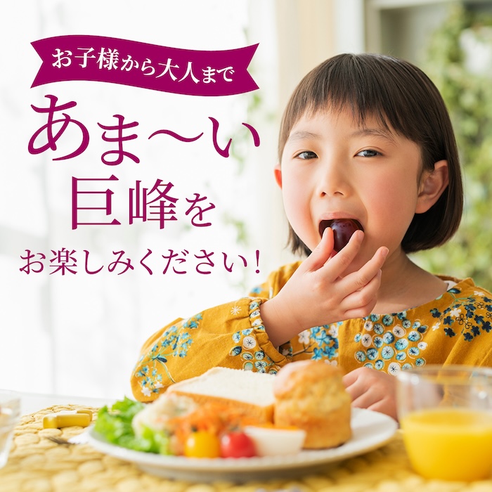 【先行予約】コクのある甘さ 種あり 巨峰 4房から6房 2025年8月下旬から9月上旬 出荷予定【春光園】 ぶどう ブドウ 葡萄 巨峰 種あり 果物 フルーツ
