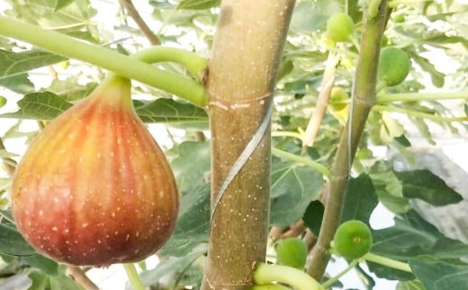 吉瀬森果園 イチジク (とよみつひめ) セミドライフルーツ (45ｇ×3袋)  計135ｇイチジク いちじく 旬 フルーツ 果物 果実 常温 送料無料 福岡県 うきは市