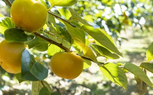 【先行予約】 三浦農園 太秋柿 7玉から9玉 （3Lから4L） 【2026年10月上旬から10月下旬 出荷予定】 柿 かき カキ 太秋 たいしゅう 完全甘柿 果物 くだもの フルーツ 果実 ジューシー お取り寄せ 福岡県 うきは市