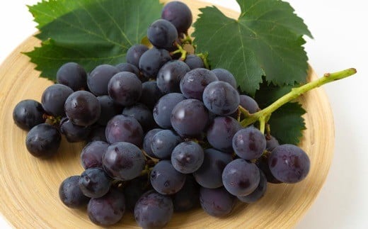 【先行予約】 原茂之巨峰園 巨峰屋こだわりの巨峰 8房から9房 （約3kg） 【2026年8月下旬～9月上旬より順次発送予定】 葡萄 ぶどう ブドウ 巨峰 きょほう 果物 くだもの フルーツ 果実 新鮮 フレッシュ ミネラル 朝採り発送 流川ブランド お取り寄せ 福岡県 うきは市 冷蔵