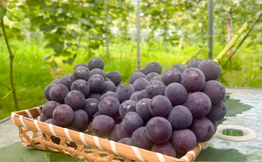 種無し 巨峰 2kg 【2026年８月上旬～8月下旬発送予定】　種なし巨峰 ぶどう ブドウ 葡萄 くだもの 果物 フルーツ 果実 福岡県 うきは市