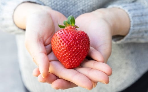 千年いちご スーパープレミアム あまおうイチゴ (450g) 1月お届け あまおう いちご イチゴ 苺 フルーツ 果物 冷蔵 送料無料 福岡県 うきは市 【2026年1月より順次発送予定】