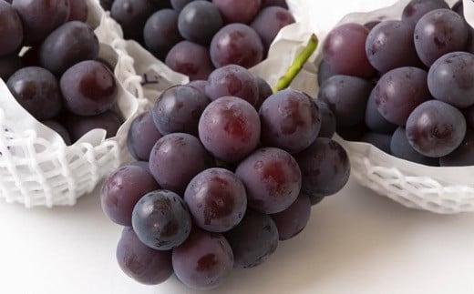 【先行予約】中村柿ぶどう園 ピオーネ 3房から5房 （約2kg） 【2026年7月上旬～8月下旬より順次発送予定】 葡萄 ぶどう ブドウ 果物 くだもの フルーツ 果実 福岡県 うきは市 冷蔵