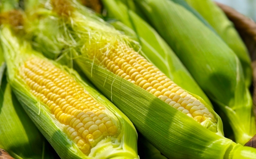 とうもろこし ゴールドラッシュ 12本～15本入 （ 約4kg ） フルーツコーン 甘い 野菜 トウモロコシ 冷蔵 【 2026年5月下旬～6月下旬発送予定 】