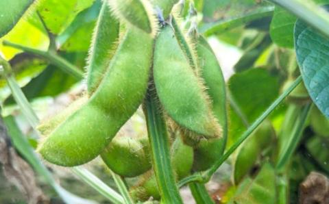 アグリファームさいとう 自家栽培焙煎くろまめ茶 200g×2袋 計400ｇ 焙煎 黒豆 お茶 茶 うきは市