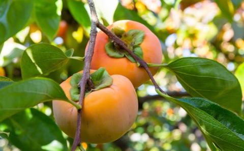 【先行予約】原茂之巨峰園 特撰 富有柿 大玉(3L) 8玉から9玉 2025年11月中旬から11月下旬 出荷予定