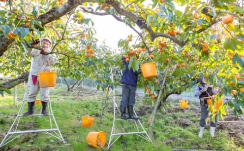 逸品富有柿 11玉から12玉 (約3kg) 【2025年11月下旬-2025年12月上旬発送予定】 柿 果物 フルーツ うきは市