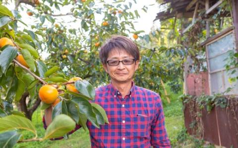 石井農園 冷蔵富有柿 9玉から12玉 2025年12月中旬から2026年3月31日 出荷予定