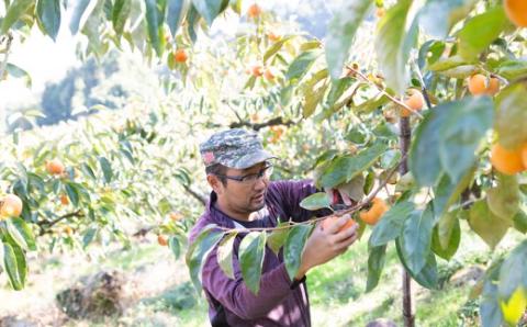 【先行予約】江藤農園 冷蔵富有柿 10玉から12玉 (約3kg) 2025年12月中旬から2026年1月中旬 出荷予定