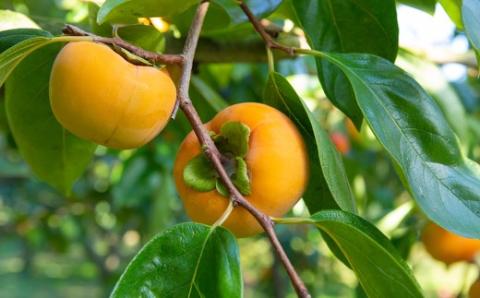 【先行予約】やまんどん 冷蔵富有柿 2Lサイズ 10玉前後 2025年12月中旬から12月下旬 出荷予定